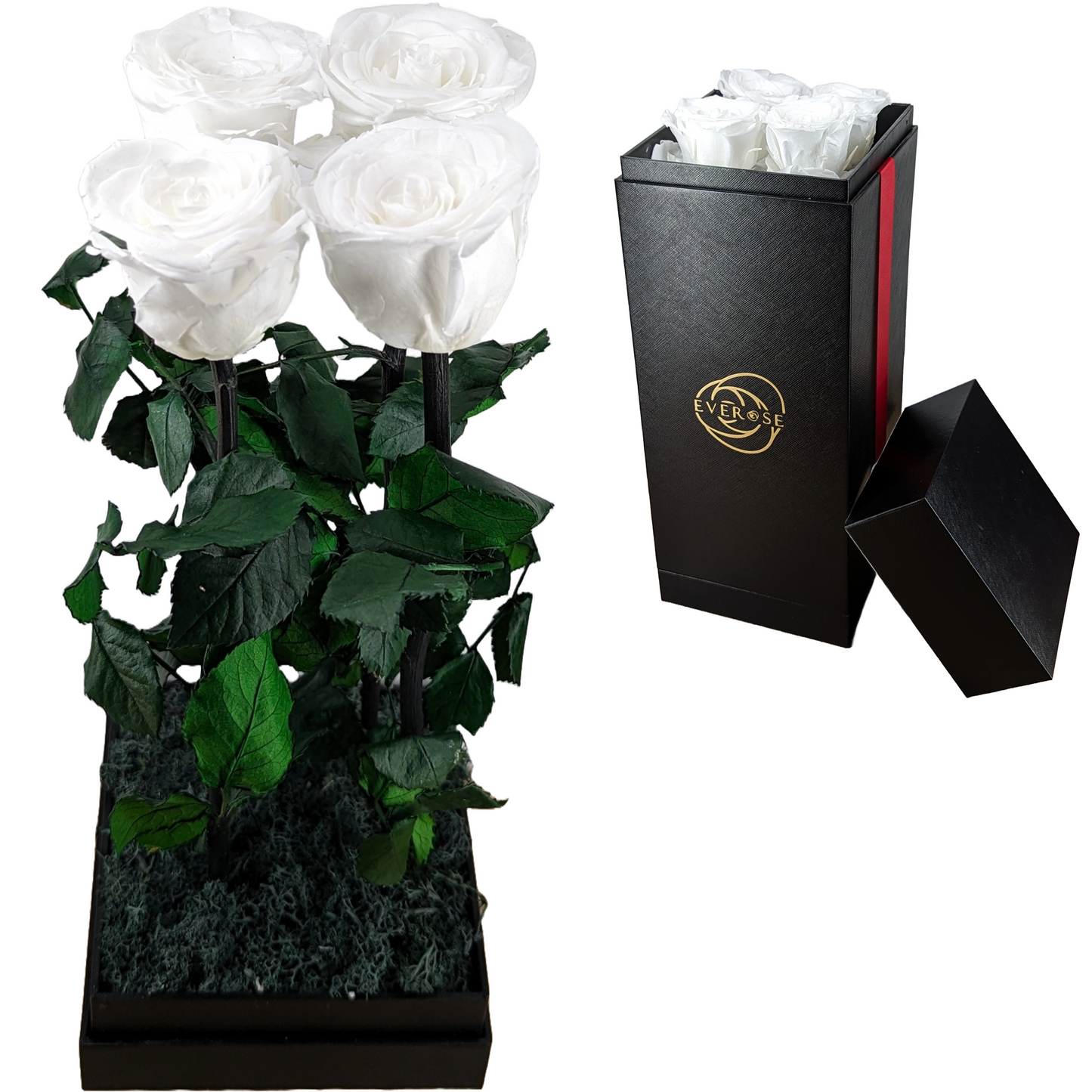 4 White Preserved Real Rose Flowers in a Gift Box