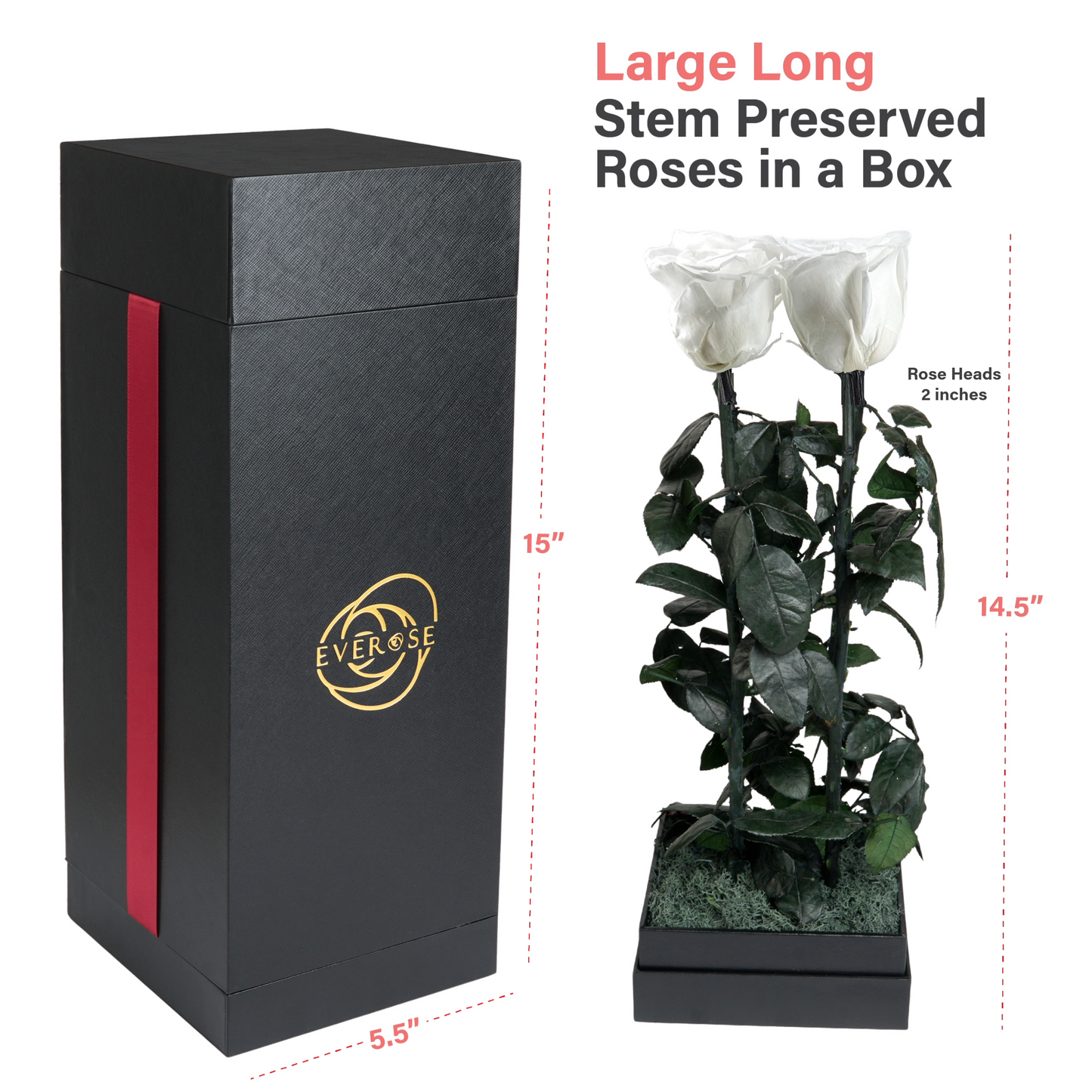 4 White Preserved Real Rose Flowers in a Gift Box